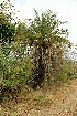  (Phoenix sylvestris - DNAFR000014)  @11 [ ] Copyright (2011) Gujarat Biodiversity Gene Bank Gujarat Biodiversity Gene Bank,Gujarat State Biotechnology Mission