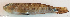  (Acentrogobius signatus - P12070237)  @11 [ ] CreativeCommons Attribution ShareAlike (2021) Institut Halieutique et des Sciences Marines Institut Halieutique et des Sciences Marines