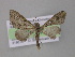  (Eupithecia AH50Ec - BC ZSM Lep 03980)  @14 [ ] CreativeCommons - Attribution Non-Commercial Share-Alike (2010) Unspecified SNSB, Zoologische Staatssammlung Muenchen