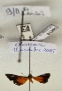  (Argyrogrammana denisi - BC-MNHN-LEP01390)  @11 [ ] by-nc-sa (2021) MNHN MNHN, Paris