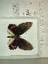  (Parides panthonus - BC-MNHN-LEP01438)  @11 [ ] cc (2022) Rodolphe Rougerie Muséum national d'histoire naturelle