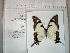  (Eurytides dolicaon - BC-MNHN-LEP01446)  @11 [ ] cc (2022) Rodolphe Rougerie Muséum national d'histoire naturelle