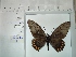  (Battus belus belus - BC-MNHN-LEP01450)  @11 [ ] cc (2022) Rodolphe Rougerie Muséum national d'histoire naturelle