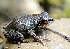  (Raorchestes dubois - RGCB12)  @11 [ ] CreativeCommons - Attribution Non-Commercial Share-Alike (2015) Unspecified RGCB
