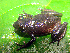  (Raorchestes marki - RGCB13)  @11 [ ] CreativeCommons - Attribution Non-Commercial Share-Alike (2015) Unspecified RGCB