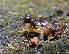  (Raorchestes munnarensis - RGCB14)  @11 [ ] CreativeCommons - Attribution Non-Commercial Share-Alike (2015) Unspecified RGCB