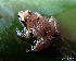  (Indirana diplosticta - RGCB26)  @11 [ ] CreativeCommons - Attribution Non-Commercial Share-Alike (2015) Unspecified RGCB