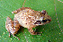  (Ranixalidae - RGCB38)  @11 [ ] CreativeCommons - Attribution Non-Commercial Share-Alike (2015) Unspecified RGCB