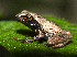  (Raorchestes - RGCB45)  @11 [ ] CreativeCommons - Attribution Non-Commercial Share-Alike (2015) Unspecified RGCB