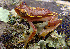  (Rhacophorus lateralis - RGCB47)  @11 [ ] CreativeCommons - Attribution Non-Commercial Share-Alike (2015) Unspecified RGCB