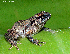  (Pseudophilautus - RGCB9)  @11 [ ] CreativeCommons - Attribution Non-Commercial Share-Alike (2015) Unspecified RGCB