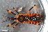  (Rhynocoris rubricus - ZFMK-TIS-2562019)  @11 [ ] CreativeCommons  Attribution Share-Alike (by-sa) 640 (2016) Unspecified Zoologisches Forschungsmuseum Alexander Koenig