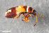  (Heterogaster artemisiae - ZFMK-TIS-2578060)  @11 [ ] CreativeCommons  Attribution Share-Alike (by-sa) 640 (2017) Unspecified Zoologisches Forschungsmuseum Alexander Koenig