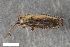  (Lasiacantha gracilis - ZFMK-TIS-2578064)  @11 [ ] CreativeCommons  Attribution Share-Alike (by-sa) 640 (2017) Unspecified Zoologisches Forschungsmuseum Alexander Koenig