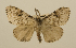  (Lymantria pulverea - ww01280)  @14 [ ] CreativeCommons - Attribution (2010) creative commons-attribution Centre for Biodiversity Genomics