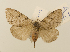  (Lymantria dissoluta - ww01253)  @14 [ ] CreativeCommons - Attribution (2010) creative commons-attribution Centre for Biodiversity Genomics