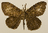  (Lymantria dispar japonica - ww01205)  @14 [ ] CreativeCommons - Attribution (2010) creative commons-attribution Centre for Biodiversity Genomics