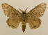  (Lymantria etelkana - ww01223)  @14 [ ] CreativeCommons - Attribution (2010) creative commons-attribution Centre for Biodiversity Genomics