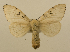  (Lymantria dispar asiatica - ww01246)  @14 [ ] CreativeCommons - Attribution (2010) creative commons-attribution Centre for Biodiversity Genomics