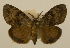  (Lymantria obfuscata - ww01271)  @15 [ ] CreativeCommons - Attribution (2010) creative commons-attribution Centre for Biodiversity Genomics