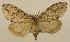  (Lymantria fumida - ww01283)  @14 [ ] CreativeCommons - Attribution (2010) creative commons-attribution Centre for Biodiversity Genomics