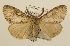  (Lymantria nebulosa - ww01302)  @14 [ ] CreativeCommons - Attribution (2010) creative commons-attribution Centre for Biodiversity Genomics