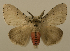  (Lymantria plumbalis - ww01307)  @14 [ ] CreativeCommons - Attribution (2010) creative commons-attribution Centre for Biodiversity Genomics