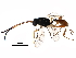  (crypMalaise01 malaise0714 - BIOUG27971-B06)  @15 [ ] CreativeCommons - Attribution (2016) CBG Photography Group Centre for Biodiversity Genomics