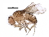  (Drosophila fulvimacula - BIOUG28040-E03)  @14 [ ] CreativeCommons - Attribution (2016) CBG Photography Group Centre for Biodiversity Genomics