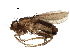  (Archiceroptera venezolana - BIOUG23147-B05)  @15 [ ] CreativeCommons - Attribution (2016) CBG Photography Group Centre for Biodiversity Genomics