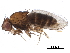  (Drosophila emarginata - BIOUG23582-D07)  @14 [ ] CreativeCommons - Attribution (2016) CBG Photography Group Centre for Biodiversity Genomics