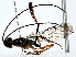  (Monomachidae - BIOUG77747-G10)  @11 [ ] CreativeCommons - Attribution (2022) CBG Photography Group Centre for Biodiversity Genomics