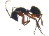  (Camponotus rufipes - BIOUG24130-C07)  @14 [ ] CreativeCommons - Attribution (2015) CBG Photography Group Centre for Biodiversity Genomics