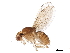  (Hirtodrosophila mendeli - BIOUG22472-F11)  @14 [ ] CreativeCommons - Attribution (2015) CBG Photography Group Centre for Biodiversity Genomics