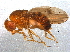  (Drosophila neoguaramunu - BIOUG12930-B01)  @13 [ ] CreativeCommons - Attribution (2014) CBG Photography Group Centre for Biodiversity Genomics