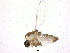  (Corynoneura ferelobata - BIOUG13150-C05)  @12 [ ] CreativeCommons - Attribution (2014) CBG Photography Group Centre for Biodiversity Genomics