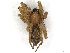  (Pardosa sumatrana - BIOUG95297-H08)  @11 [ ] CreativeCommons - Attribution (2023) CBG Photography Group Centre for Biodiversity Genomics