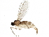  (Corynoptera umbrata - BIOUG14987-B02)  @14 [ ] CreativeCommons - Attribution (2015) CBG Photography Group Centre for Biodiversity Genomics