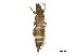  (Odontothrips meliloti - BIOUG37333-B06)  @11 [ ] CreativeCommons - Attribution (2018) CBG Photography Group Centre for Biodiversity Genomics