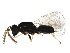  (Galeopsomyia Malaise9100 - BIOUG36316-B08)  @13 [ ] CreativeCommons - Attribution (2018) CBG Photography Group Centre for Biodiversity Genomics