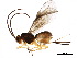  (opiMalaise01 Malaise6445 - BIOUG36580-C06)  @13 [ ] CreativeCommons - Attribution (2018) CBG Photography Group Centre for Biodiversity Genomics