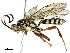  (ichneuMalaise01 malaise6900 - BIOUG37013-E10)  @14 [ ] CreativeCommons - Attribution (2018) CBG Photography Group Centre for Biodiversity Genomics