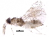  (Chrysonotomyia Malaise7830 - BIOUG31698-B10)  @14 [ ] CreativeCommons - Attribution (2017) CBG Photography Group Centre for Biodiversity Genomics