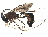  (tersiMalaise01 Malaise4619 - BIOUG32997-C03)  @13 [ ] CreativeCommons - Attribution (2017) CBG Photography Group Centre for Biodiversity Genomics