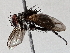  (Lixophaga malaise0417 - BIOUG70345-G11)  @11 [ ] CreativeCommons - Attribution (2021) Centre for Biodiversity Genomics Centre for Biodiversity Genomics