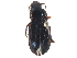  (Harpalus calceatus - BIOUG14399-D05)  @15 [ ] CreativeCommons - Attribution (2015) CBG Photography Group Centre for Biodiversity Genomics