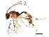  (Mesochorus unounoocho - BIOUG18700-H10)  @15 [ ] CreativeCommons - Attribution (2015) CBG Photography Group Centre for Biodiversity Genomics