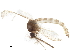  (Culex stigmatosoma - BIOUG40987-C01)  @11 [ ] CreativeCommons - Attribution (2019) CBG Photography Group Centre for Biodiversity Genomics