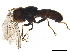  (Dorylomorpha sp. Colombia1 - BIOUG41224-H09)  @11 [ ] CreativeCommons - Attribution (2019) CBG Photography Group Centre for Biodiversity Genomics