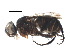  (Catharosia Malaise4051 - BIOUG07555-C04)  @13 [ ] CreativeCommons - Attribution (2015) CBG Photography Group Centre for Biodiversity Genomics